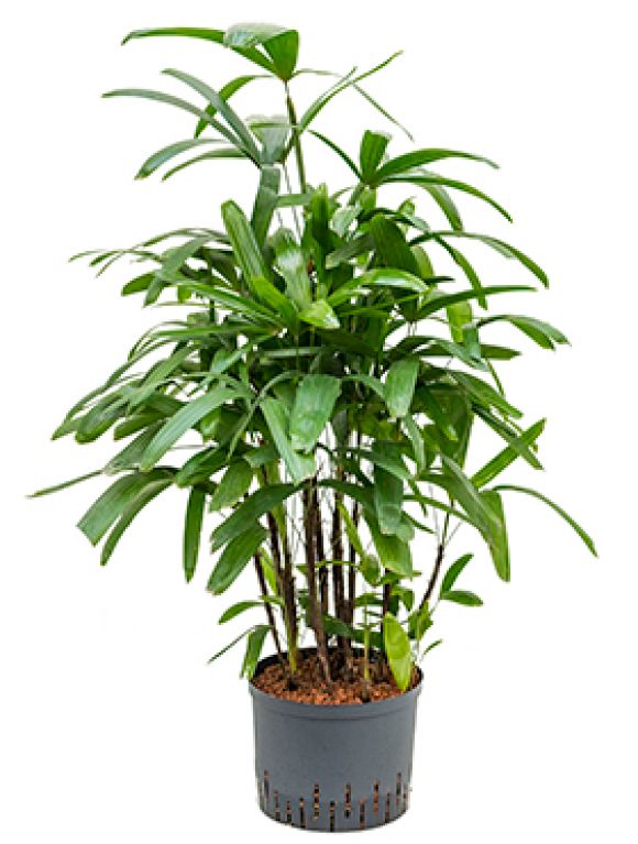 Rhapis excelsa