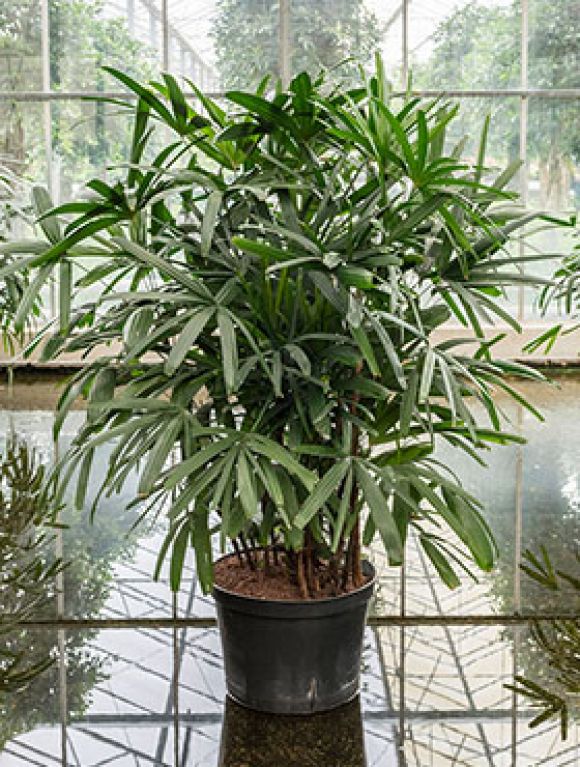 Scindapsus Treubii Dark plant