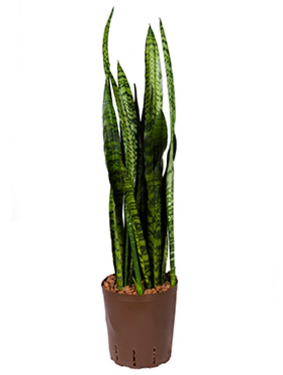 Sansevieria coral black hydrokulturpflanze