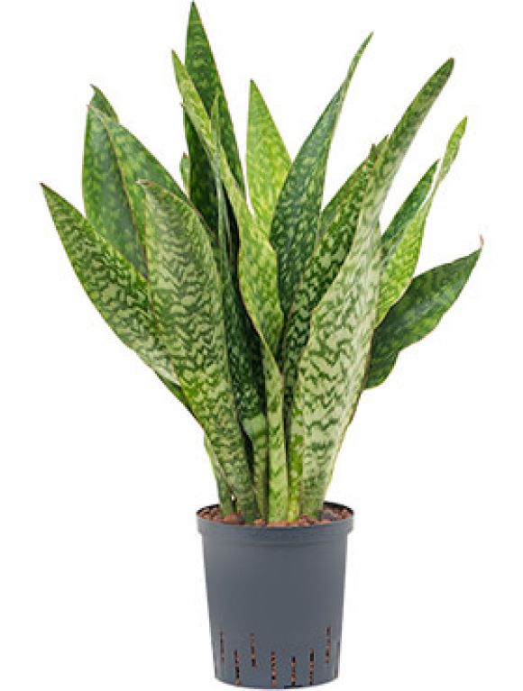 Monstera Siltepecana