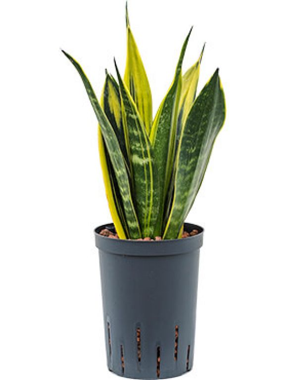 Sansevieria gold flame hydrokulturpflanze