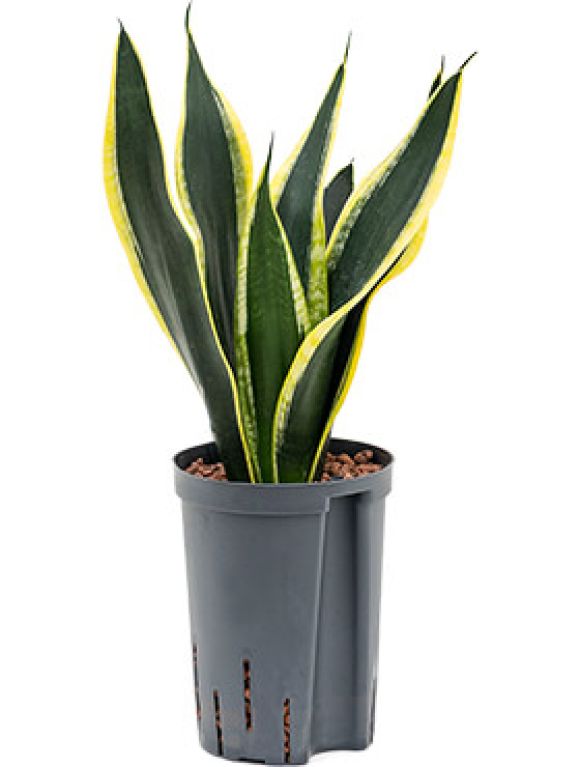 Sansevieria super flame hydrokulturpflanze