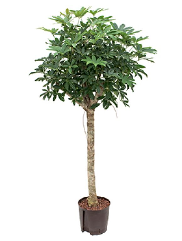 Schefflera arboricola