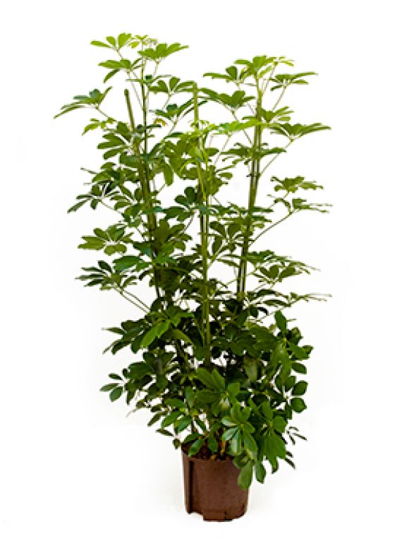 Schefflera arboricola hydrokulturpflanze