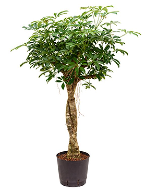 Schefflera arboricola