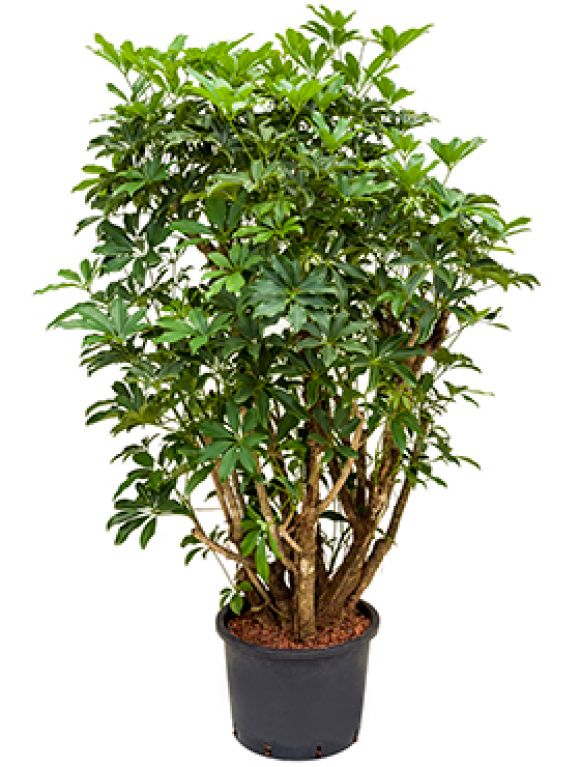 Syngonium Red Spot blad