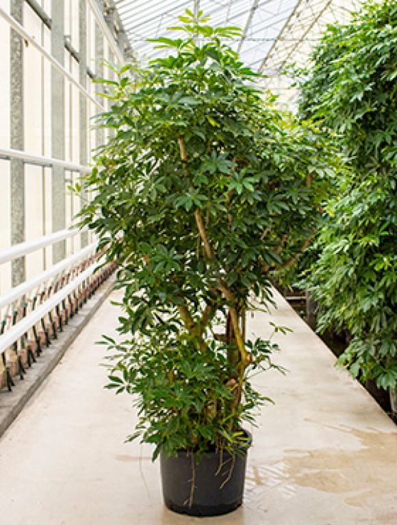 Scindapsus Treubii Dark plant