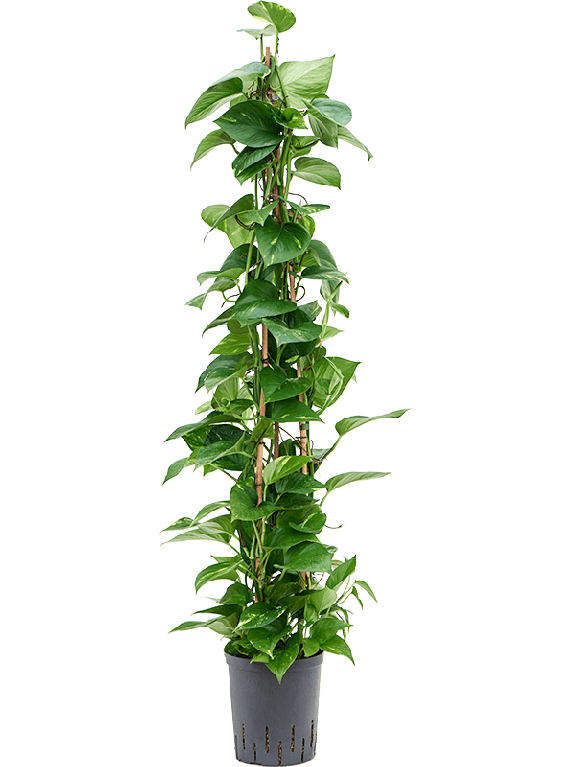 Epipremnum Pinnatum Global Green