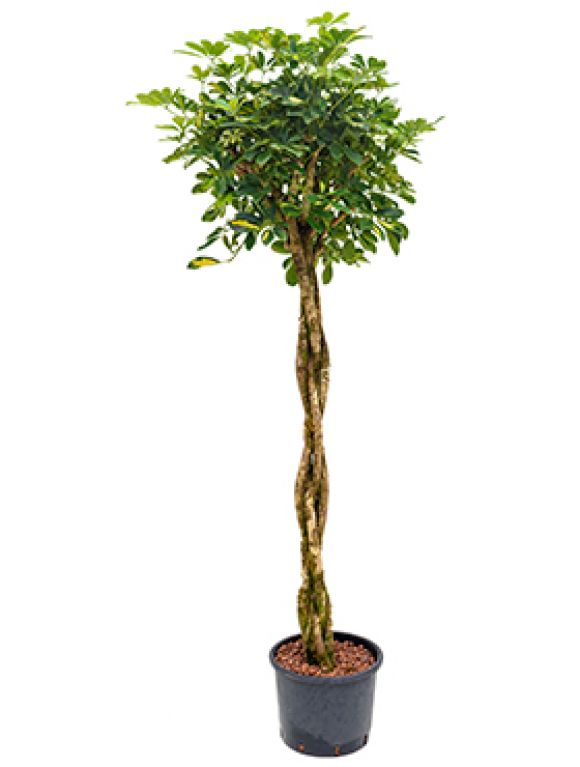Scindapsus Treubii Dark