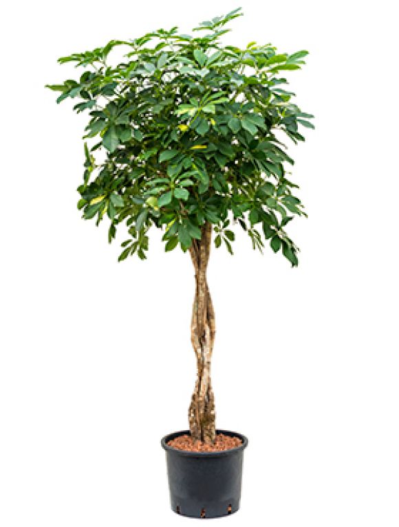 Schefflera gold capella