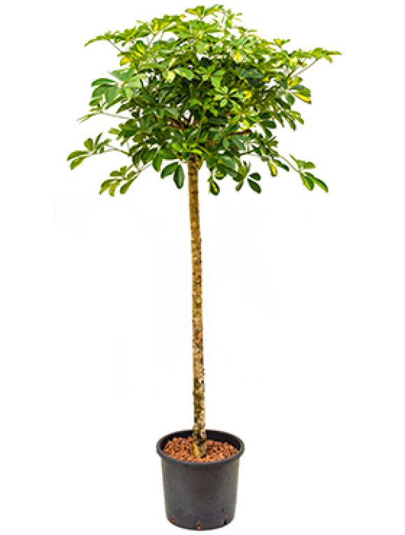 Epipremnum Pinnatum Global Green