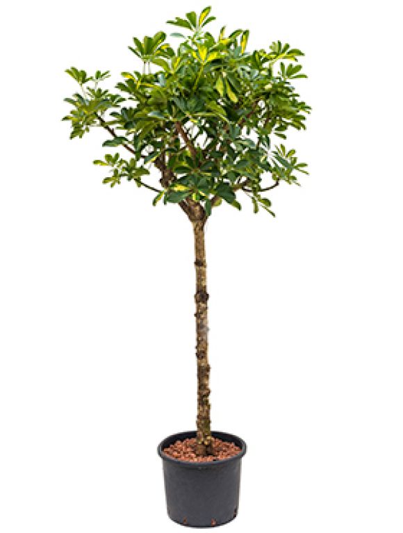 Philodendron Plowmanii