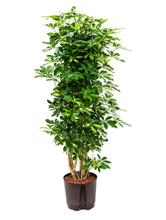 Schefflera gold capella