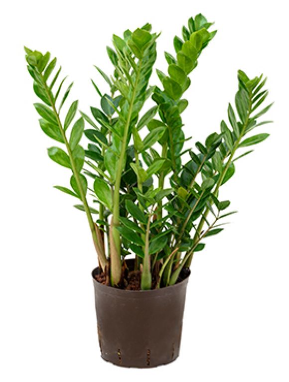 Epipremnum Pinnatum Global Green blad
