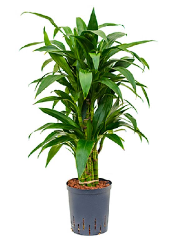 Dracaena janet craig