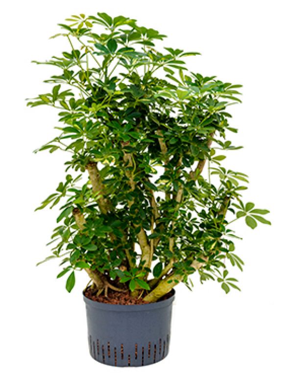 Schefflera gold capella