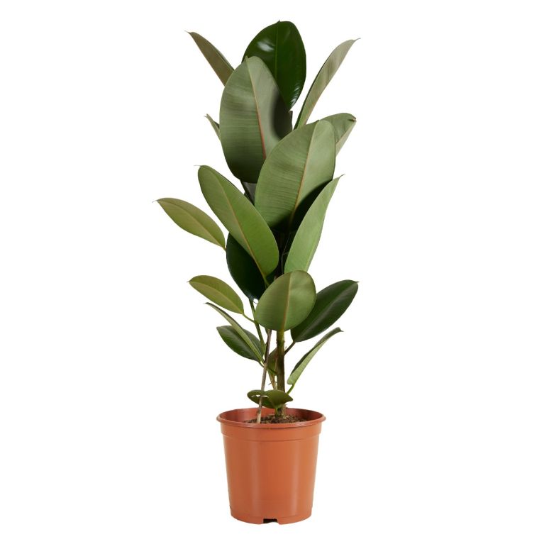 Ficus elastica 'Robusta' | Gummibaum 90cm kaufen? - 123zimmerpflanzen