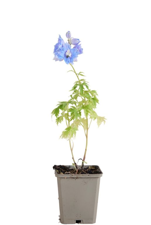 221 demfsblu - delphinium p m