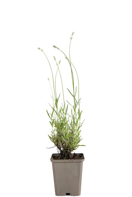 221 laamunst - lavandula ang
