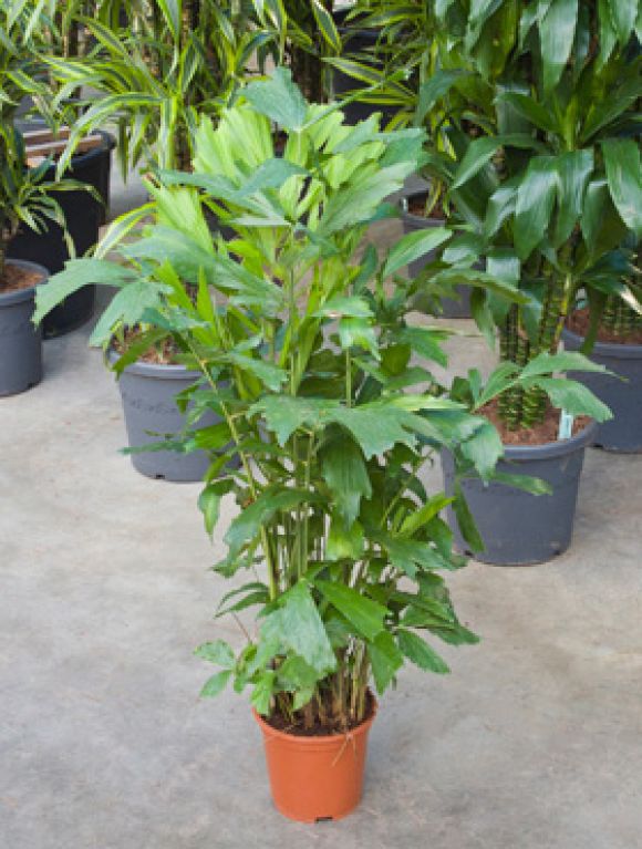 Scindapsus Treubii Dark plant