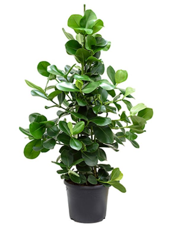 Scindapsus Treubii Dark plant