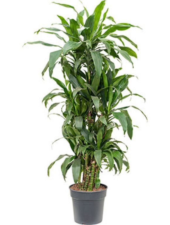 Scindapsus Treubii Dark plant