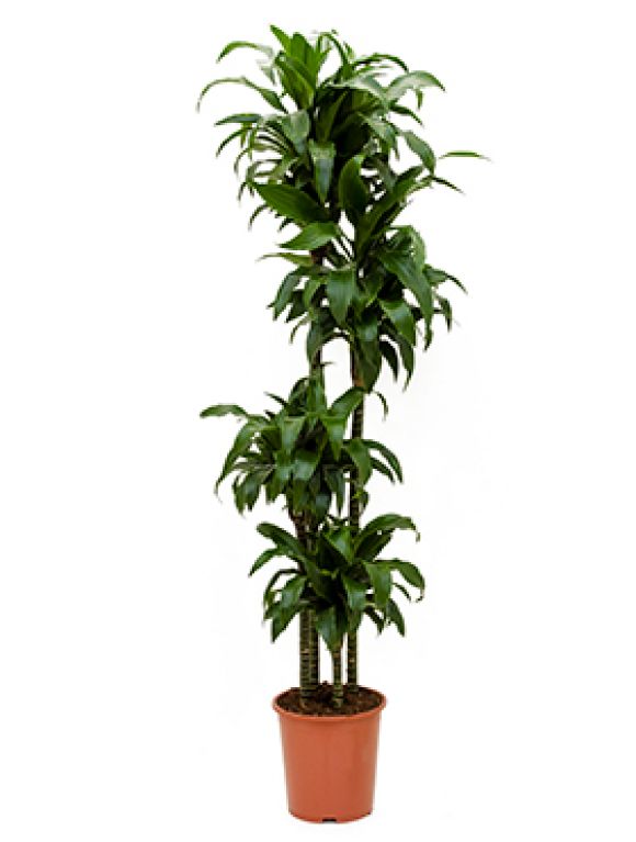 Scindapsus Treubii Dark