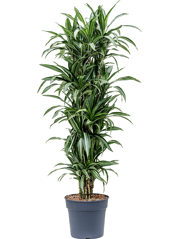 Syngonium Red Spot blad