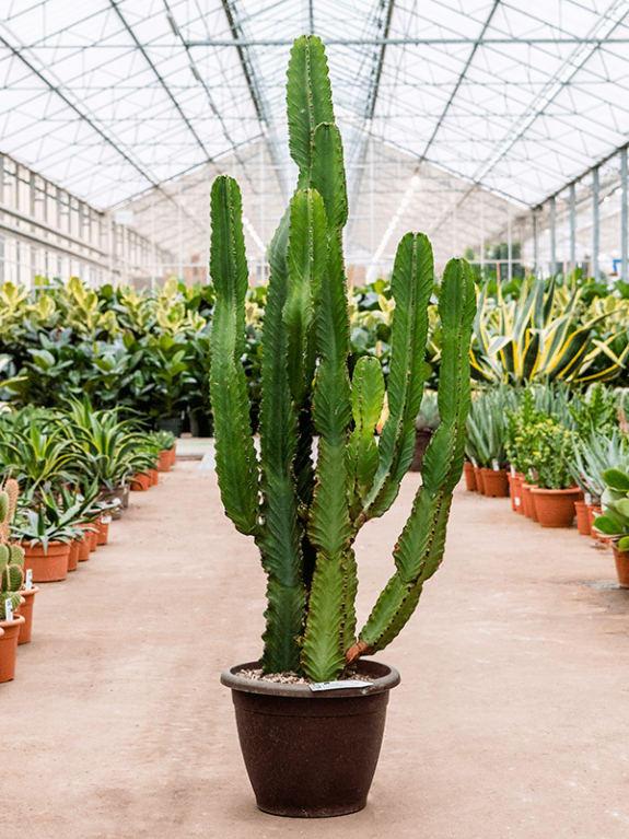 Epipremnum Pinnatum Global Green