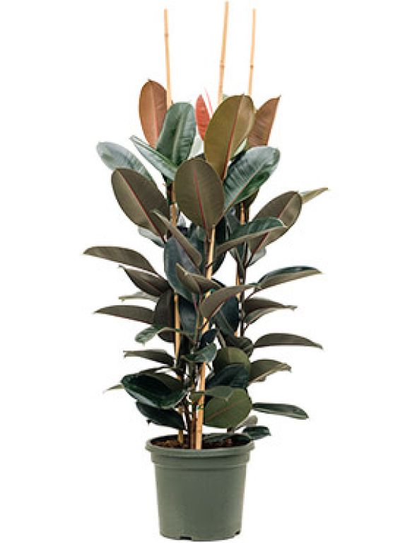 Syngonium Red Spot blad