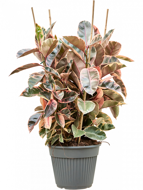 Hoya Krohniana Silver blad