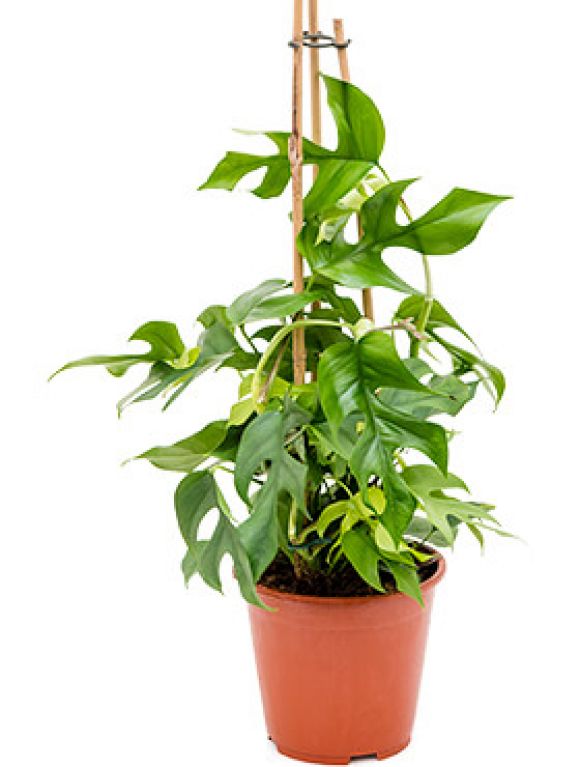 Philodendron Plowmanii