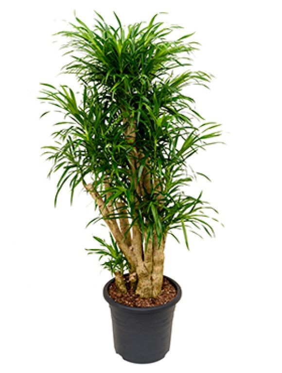Scindapsus Treubii Dark plant