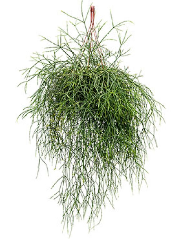 Rhipsalis burchelli - Korallenkaktus 