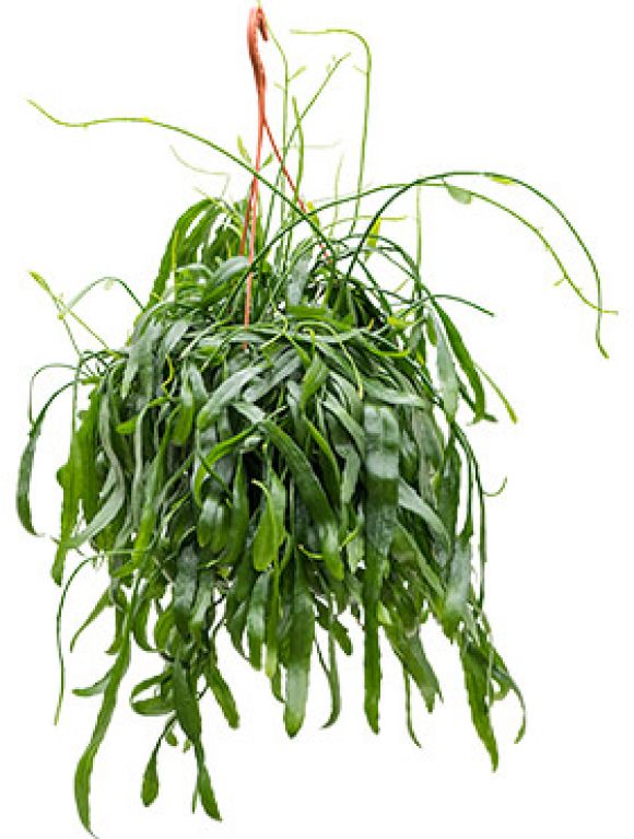 Rhipsalis ramaloris Korallenkaktus