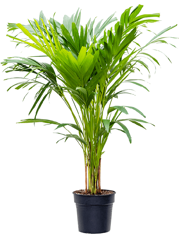 Monstera Siltepecana