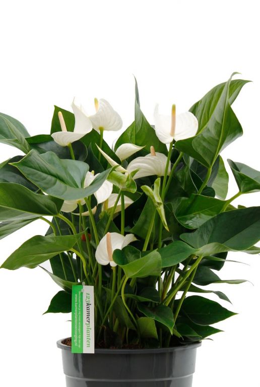 Anthurium weiße Blume