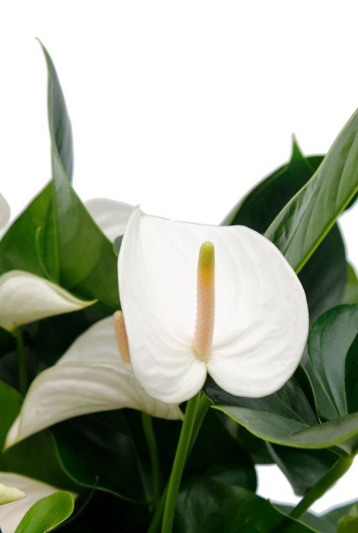 Anthurium weiße Blume
