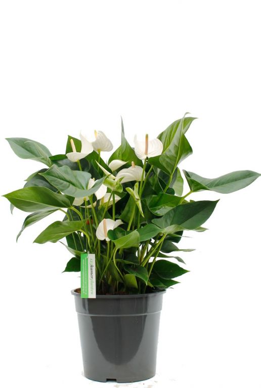 Anthurium weiße Blume