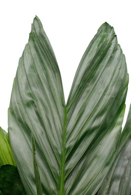 Hoya Krohniana Silver blad