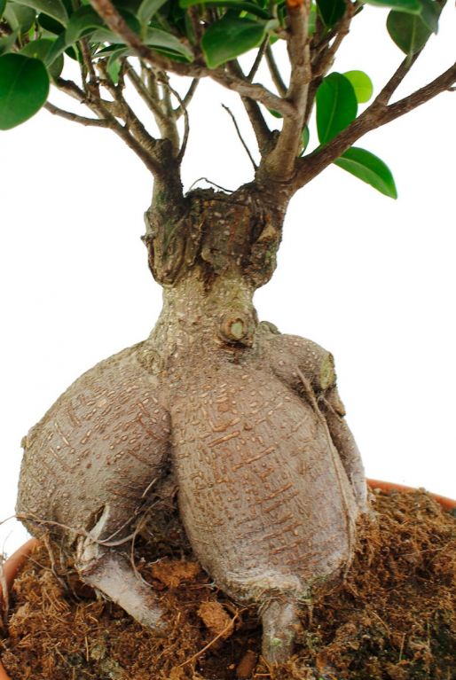 ficus ginseng stamm