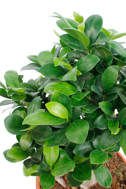 Ficus microcarpa ginseng blatt