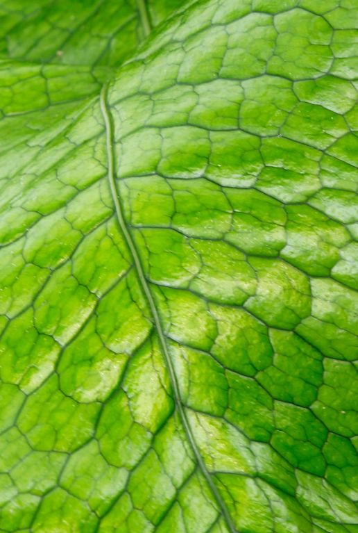 Monstera Siltepecana