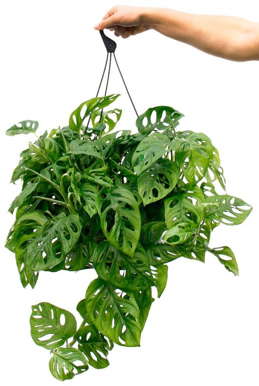 Monstera Monkey Mask