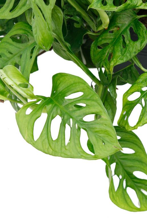 Monstera Monkey Mask