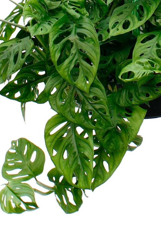 Monstera Monkey Mask