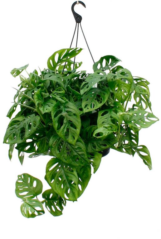 Monstera Monkey Mask