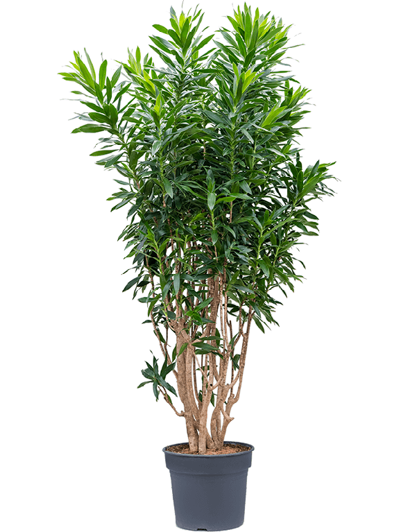 Epipremnum Pinnatum Global Green
