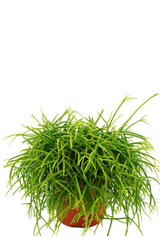 Rhipsalis cashero Korallenkaktus