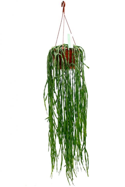 Rhipsalis paradoxa - Korallenkaktus